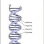 A DNS szerkezete