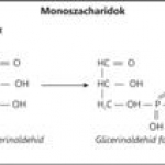 Monoszaharidok - trióz