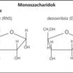 monoszaharidok2-pentóz